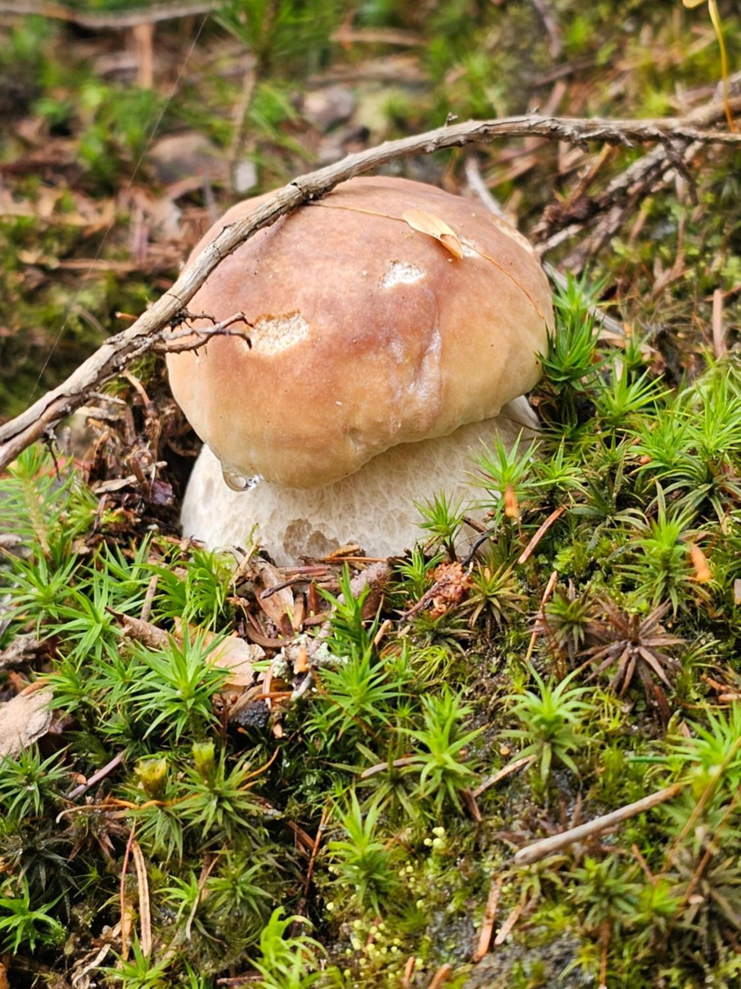 Villa Osmelakowa Dolina Spalona Esterno foto
